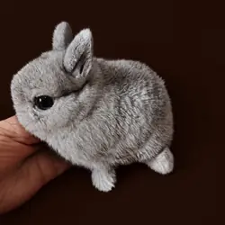 NETHERLAND DWARF BUNNIES