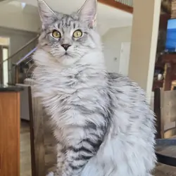 Maine Coon female