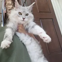 Maine Coon female