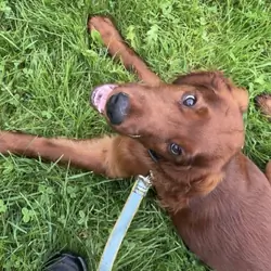 AKC Irish Setter puppy