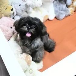 Stunning Shih-Tzu Boy, Sage