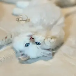 Beautiful Flame Point Himalayan Kittens