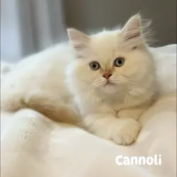 Beautiful Red (Flame) Point Himalayan Kitten