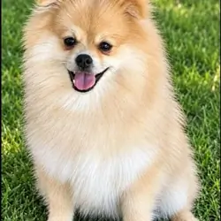 CKC Pomeranian: OLIVER