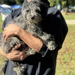 Toy/Mini Poodle