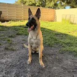Belgian Malinois X - ESTHER