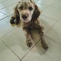 Cockapoo mix puppies!