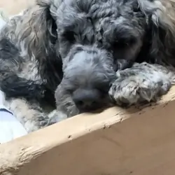 Cockapoo mix puppies!