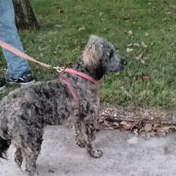 Cockapoo mix puppies!