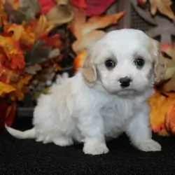 Cavchon Puppies For Sale