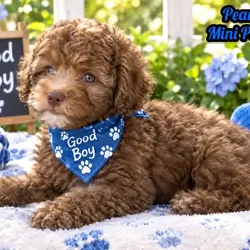 Peanut Male Mini Poodle