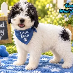 Cookie Male Mini Poodle