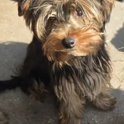 2 Yorkie puppies