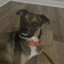 Pug and Australian Cattle Dog