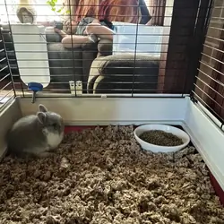 Netherland Dwarf rabbit