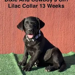 AKC Female Black Labrador Puppies