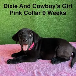 AKC Black Labrador Puppies
