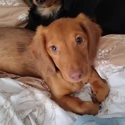 AKC miniature long haired Dachshund female