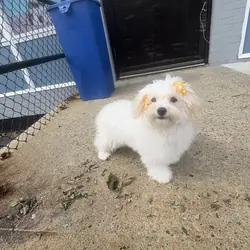 Havanese and Maltese mix