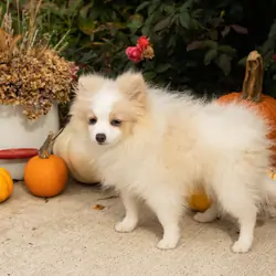 AKC pomeranian male puppy in Indiana (Bimbo)