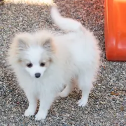 AKC pomeranian male puppy in Indiana (Bimbo)