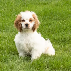 AKC Cocker Spaniel male pup in Indiana (Reggie)