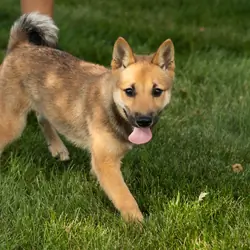 AKC Shiba Inu male pup in Indiana (Brent)
