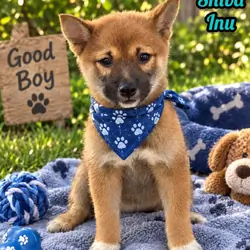Toby Male Shiba Inu