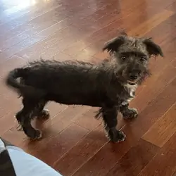 Marco the Yorkichon