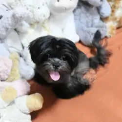 Non-Shedding Mal-Shi Boy, Dakota