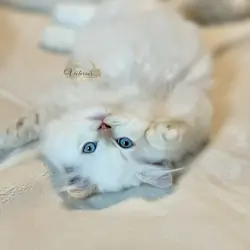 Beautiful Cream Point Himalayan Kittens