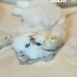 Beautiful Cream Point Himalayan Kittens