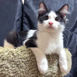 Kittens Male Black & White and Tabby & White