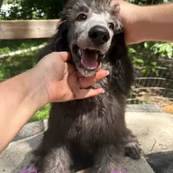 Standard poodle puppies