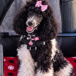 Poodle puppies