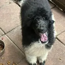 Poodle puppies