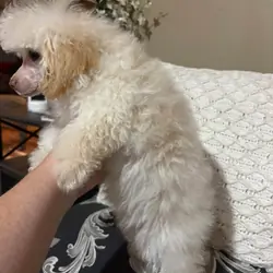 Morkipoo baby
