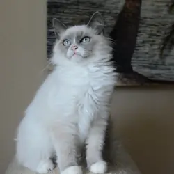 Beautiful Ragdoll kittens - blue bicolor mitted