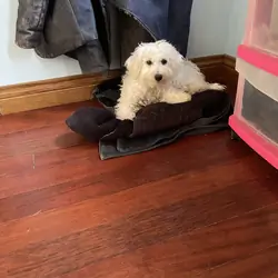 Louis the Bichon