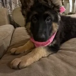 German Shepherd puppy (female)