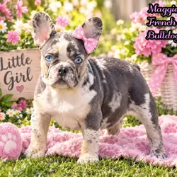Maggie Female French Bulldog
