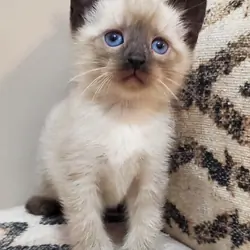 Siamese kittens