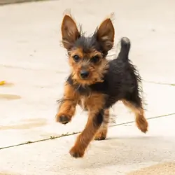 AKC Yorkie female puppy in Indiana (Muriel)