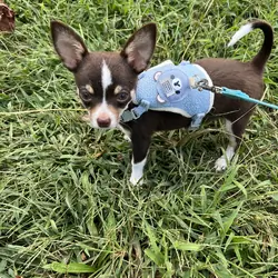 Chihuahuas full AKC blue and chocolate tris