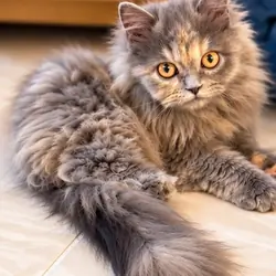 Doll face Persian Girl
