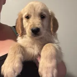 Golden retriever puppies