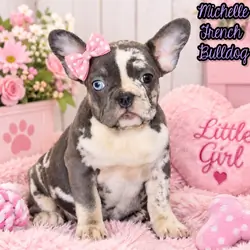 Michelle Female AKC French Bulldog