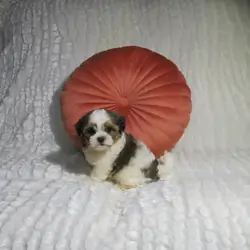 Shorkie Puppies