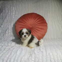 Shorkie Puppies