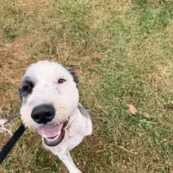 Male Old English Sheepdog/ Great Pyrenees Pup